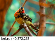 Red and Yellow Barbet sitting on branch in park. Стоковое фото, фотограф Яков Филимонов / Фотобанк Лори