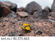 Жёлтый цветок, растущий на вулканическом туфе. Стоковое фото, фотограф Катя Полякова / Фотобанк Лори