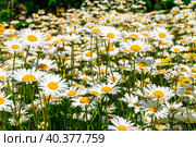 a flower meadow covered with daisies blooms under the rays of the summer sun. Стоковое фото, фотограф Дмитрий Коростылев / Фотобанк Лори