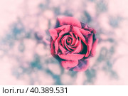Роза на размытом фоне. Romantic background with a rose in retro style. Стоковое фото, фотограф Елена Арсентьева / Фотобанк Лори