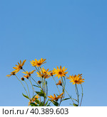Цветущий топинамбур на фоне голубого неба. Blossom yellow flowers on a blue background. Стоковое фото, фотограф Елена Арсентьева / Фотобанк Лори