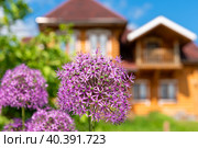 Цветки лука декоративного (Allium), похожие на пушистые шарики, на фоне деревенского деревянного дома летним днем. Стоковое фото, фотограф Pukhov K / Фотобанк Лори
