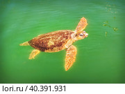 Морская черепаха Каретта-Каретта, Пляж Изтузу, Черепаший пляж, река Дальян, Средиземное море, Мармарис, Турция. Стоковое фото, фотограф Baturina Yuliya / Фотобанк Лори