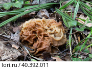 Гриб строчек гигантский (Gyromitra gigas) на фоне опавших листьев, один из ранних весенних съедобных грибов. Крупным планом. Стоковое фото, фотограф Наталья Волкова / Фотобанк Лори