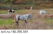 Horses on a leash graze in a meadow. Four horses tied up in a thicket of yellow grass. Стоковое видео, видеограф Александр Кротков / Фотобанк Лори