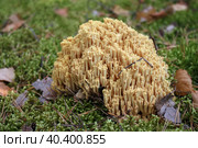 Редкий гриб - Рогатик или Оленьи рожки (лат. Ramaria flava). Карельский перешеек. Стоковое фото, фотограф Елена Арсентьева / Фотобанк Лори