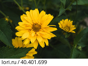 Heliopsis scabra yellow flower close-up in summer garden. Стоковое фото, фотограф Георгий Мякишев / Фотобанк Лори