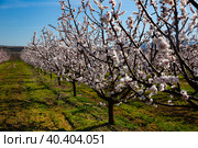 Blooming apricot trees in early spring. Стоковое фото, фотограф Яков Филимонов / Фотобанк Лори