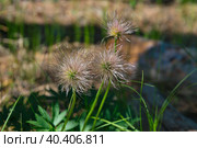 Прострел отцвел. Стоковое фото, фотограф Василий Быстрицкий / Фотобанк Лори