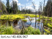 Лесной пейзаж с облаками, отражающимися в воде Forest landscape with clouds reflecting in the water. Стоковое фото, фотограф FotograFF / Фотобанк Лори