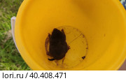 The mole is trying to get out of a small children's bucket. Крот пытается вылезти из маленького детского ведерка. Стоковое видео, видеограф Мария / Фотобанк Лори