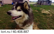 The dog Malamute. Стоковое видео, видеограф Александра Суркова / Фотобанк Лори