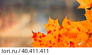 Orange maple leaves on a blurry background. Close-up. Autumn wallpaper. Copy space. Стоковое фото, фотограф Алла Чесноковва / Фотобанк Лори