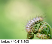 white hairy caterpillar on fern shoots with place for text, selective focus. Стоковое фото, фотограф Дмитрий Коростылев / Фотобанк Лори