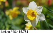 Close-up of a blooming narcissus flower swaying in the wind on a sunny day. Стоковое видео, видеограф Александр Кротков / Фотобанк Лори