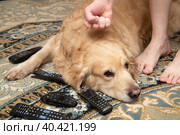 A dog, a Golden Retriever, is gnawing on TV remotes and phones.The dog is a rodent. Стоковое фото, фотограф Александр Поташев / Фотобанк Лори