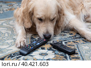 The dog is lying with gnawed TV remotes and a gnawed phone. Стоковое фото, фотограф Александр Поташев / Фотобанк Лори