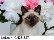 A Siamese kitten with blue eyes sits next to a bouquet of white and pink peony flowers close up. Стоковое фото, фотограф Ирина Компаниец / Фотобанк Лори