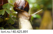 Close-up of a garden snail in an open flower pot. Snail with widely spaced antennae. Green leaves of flowers in the background. Стоковое фото, фотограф Воловодов Владимир / Фотобанк Лори