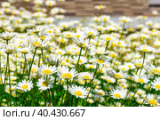leucanthemum with a green tint blooms in a large flower bed, some of the flowers are photographed close-up (?????) Стоковое фото, фотограф Дмитрий Коростылев / Фотобанк Лори