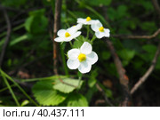 Strawberry Fragaria is genus of perennial herbaceous plants in the rose family Rosaceae. The inflorescence is a multi-flowered corymb. White flowers on long peduncles. Lots of stamens and pistils. Стоковое фото, фотограф Юлия Петровская / Фотобанк Лори