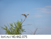 a hawk sitting on a tree in a field. Стоковое фото, фотограф Олег Спиридонов / Фотобанк Лори