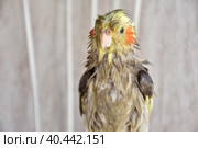 wet bird, wet cockatiel after swimming. Стоковое фото, фотограф Олег Спиридонов / Фотобанк Лори