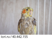 wet bird, wet cockatiel after swimming. Стоковое фото, фотограф Олег Спиридонов / Фотобанк Лори