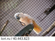 Kakadu in the Moscow zoo. Стоковое фото, фотограф Олег Спиридонов / Фотобанк Лори