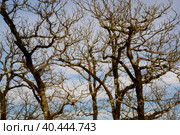 The interweaving of bare tree branches against the sky in winter. Стоковое фото, фотограф Сергей Фролов / Фотобанк Лори