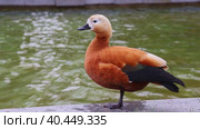 Ruddy Shelduck or red duck rests standing on one leg, raises its head anxiously and looks around on bank of pond. Стоковое видео, видеограф Светлана Ельцова / Фотобанк Лори