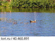 During the day, ducklings swim in the pond under the supervision of a duck. Стоковое фото, фотограф Юрий Поздников / Фотобанк Лори