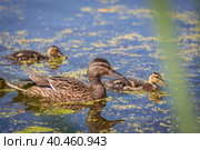 During the day, ducklings swim in the pond under the supervision of a duck. Стоковое фото, фотограф Юрий Поздников / Фотобанк Лори