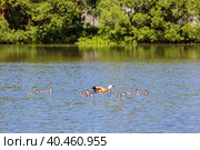 During the day, ducklings swim in the pond under the supervision of a duck. Стоковое фото, фотограф Юрий Поздников / Фотобанк Лори