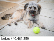 A small shaggy dog is lying on the floor, guarding a tennis ball. Стоковое фото, фотограф Юрий Поздников / Фотобанк Лори