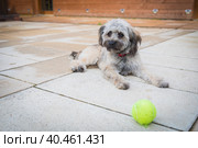 A small shaggy dog is lying on the floor, guarding a tennis ball. Стоковое фото, фотограф Юрий Поздников / Фотобанк Лори