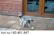 A small dog plays with a tennis ball in the yard. The dog jumps and chews the ball. Стоковое видео, видеограф Юрий Поздников / Фотобанк Лори