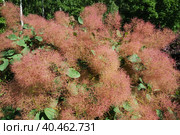Cotinus coggygria, syn. Rhus cotinus, the European smoketree, Eurasian smoketree, smoke tree, smoke bush, Venetian sumach, or dyer's sumach, is a species of flowering plant in the family Anacardiaceae. Стоковое фото, фотограф Юлия Петровская / Фотобанк Лори