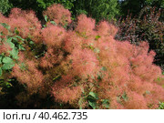 Cotinus coggygria, syn. Rhus cotinus, the European smoketree, Eurasian smoketree, smoke tree, smoke bush, Venetian sumach, or dyer's sumach, is a species of flowering plant in the family Anacardiaceae. Стоковое фото, фотограф Юлия Петровская / Фотобанк Лори