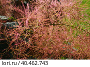 Cotinus coggygria, syn. Rhus cotinus, the European smoketree, Eurasian smoketree, smoke tree, smoke bush, Venetian sumach, or dyer's sumach, is a species of flowering plant in the family Anacardiaceae. Стоковое фото, фотограф Юлия Петровская / Фотобанк Лори