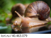 A large white snail crawls across the glass table, wiggling its antennae. Стоковое фото, фотограф Юрий Поздников / Фотобанк Лори