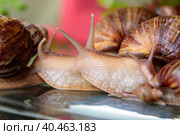 A large snail crawls across the glass table, wiggling its antennae. Стоковое фото, фотограф Юрий Поздников / Фотобанк Лори