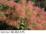 Cotinus coggygria, syn. Rhus cotinus, the European smoketree, Eurasian smoketree, smoke tree, smoke bush, Venetian sumach, or dyer's sumach, is a species of flowering plant in the family Anacardiaceae. Стоковое фото, фотограф Юлия Петровская / Фотобанк Лори