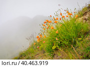 Orange wild poppy flowers grow in the mountains. Fog. Стоковое фото, фотограф Юрий Поздников / Фотобанк Лори