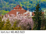 Blooming magnolia trees in the background of the building. Стоковое фото, фотограф Юрий Поздников / Фотобанк Лори