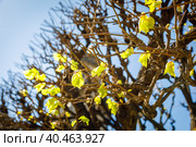 The first spring leaves are blooming on the trees. First days of spring. Стоковое фото, фотограф Юрий Поздников / Фотобанк Лори