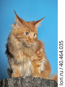 Red Maine Coon on a blue background. Стоковое фото, фотограф Анна Кривицкая / Фотобанк Лори