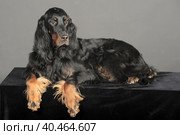 Gordon Setter dog sitting, on a white background. Стоковое фото, фотограф Анна Кривицкая / Фотобанк Лори