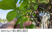 Лиана лимонника китайского, Schisandra chinensis. Концепция натуральных веществ для укрепления здоровья. весенние побеги лемонграсса. Стоковое видео, видеограф Светлана Акифьева / Фотобанк Лори