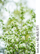 Цветущий ветка ирги (лат. Amelanchier) весной в саду. Стоковое фото, фотограф Андрей Пустякин / Фотобанк Лори